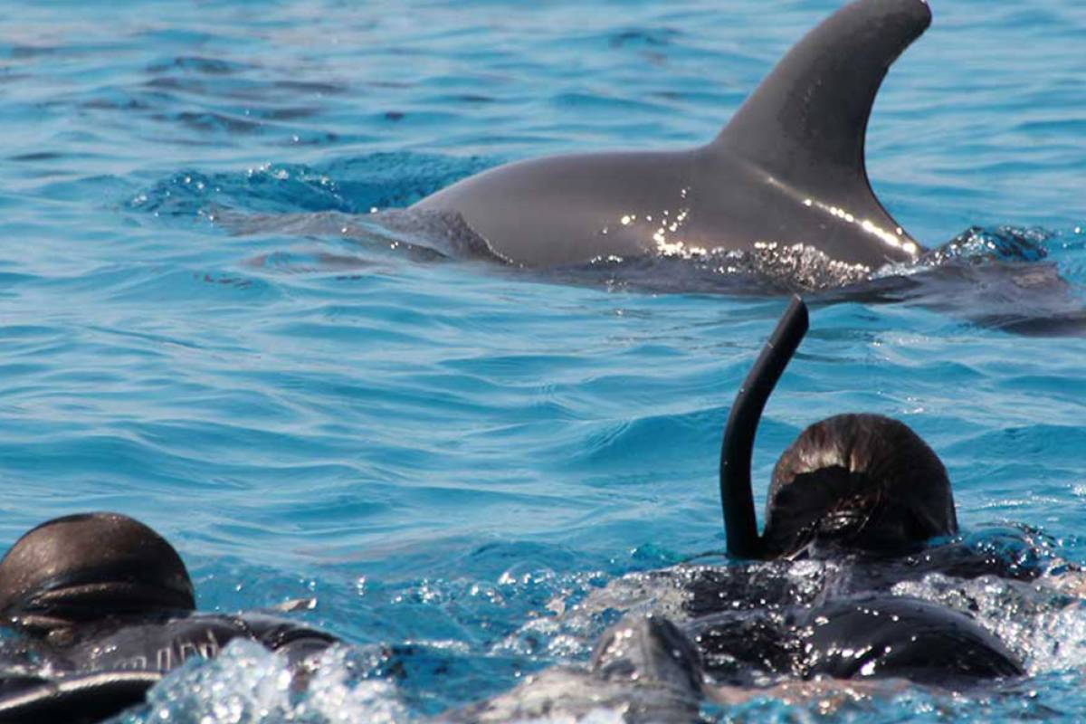 Dolphins