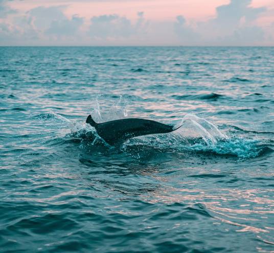 Dolphins in the natural environment