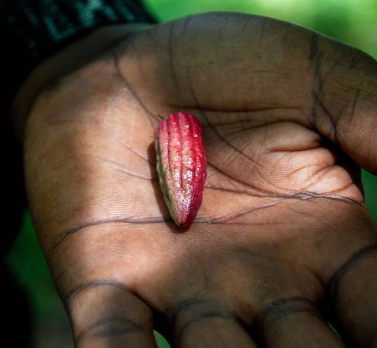 The most important thing you should do is to visit Spice Farm on a Spice Island