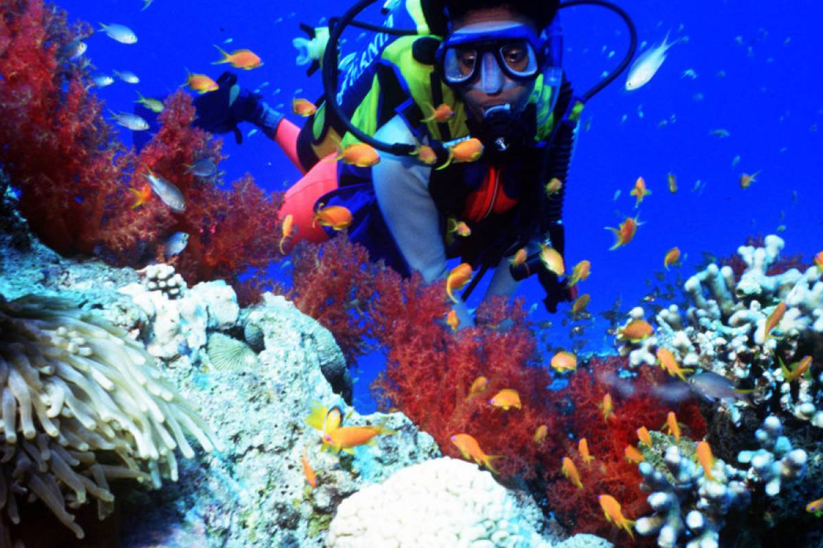 Diving in Zanzibar