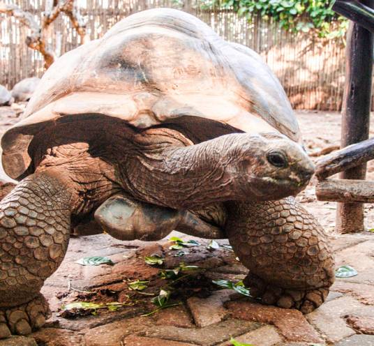 Giant turtles from Seychelles on Prison Island