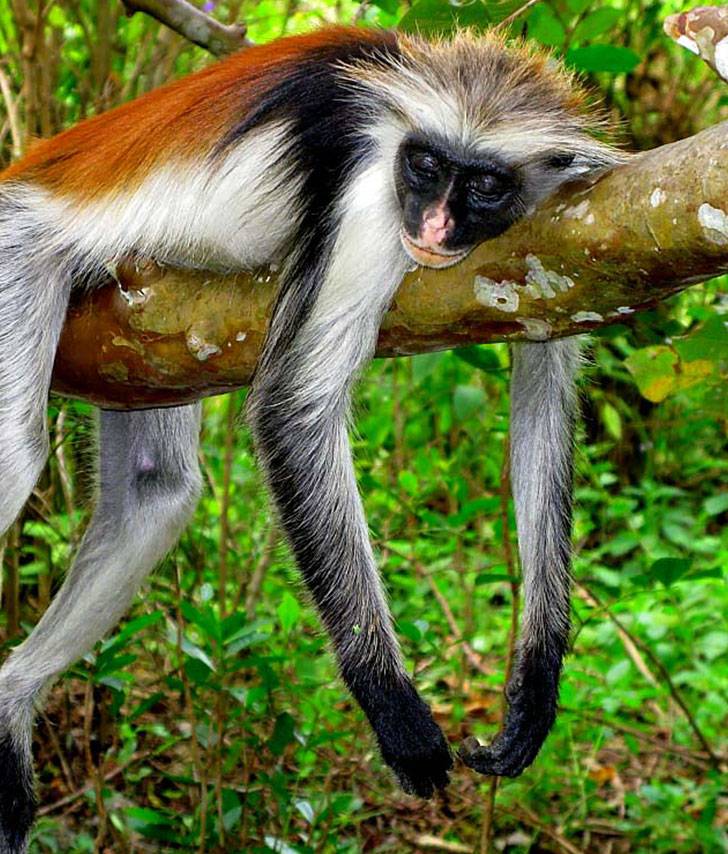 Jozani Forest + The Rock