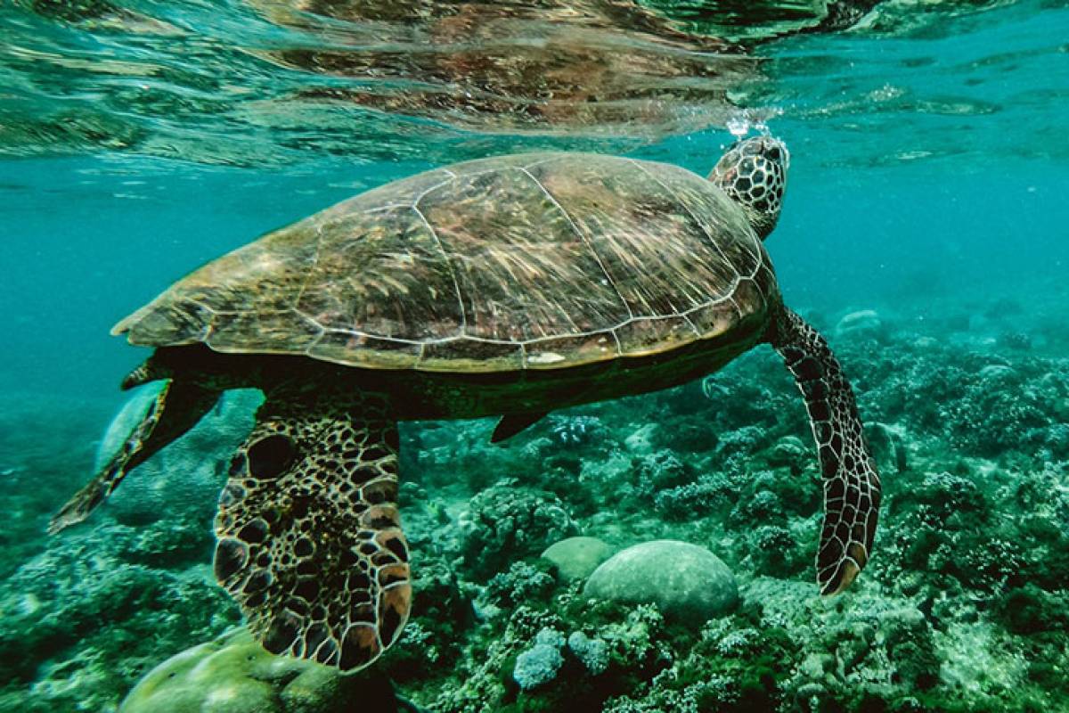 Swimming with turtles + Concert