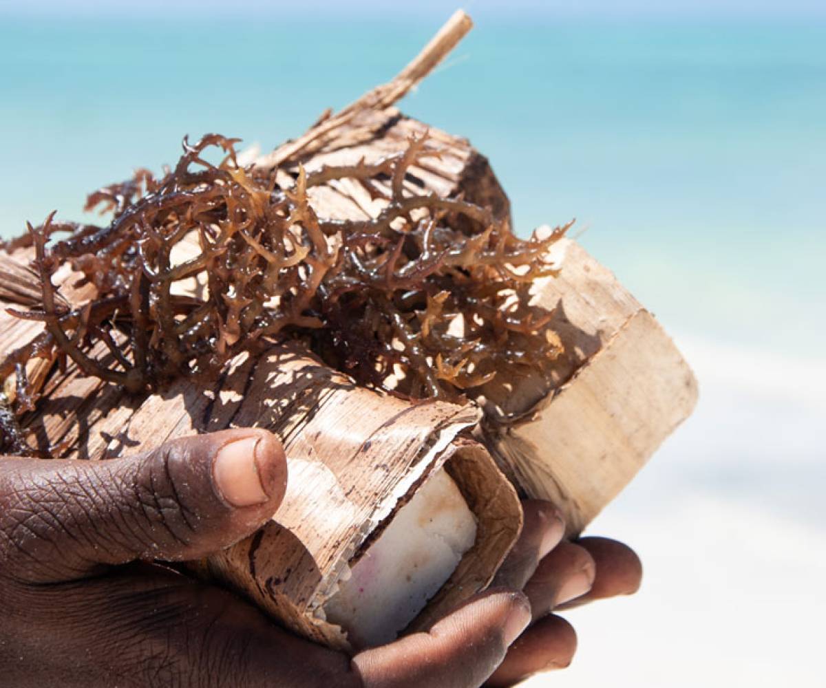 Seaweed Center + The Rock