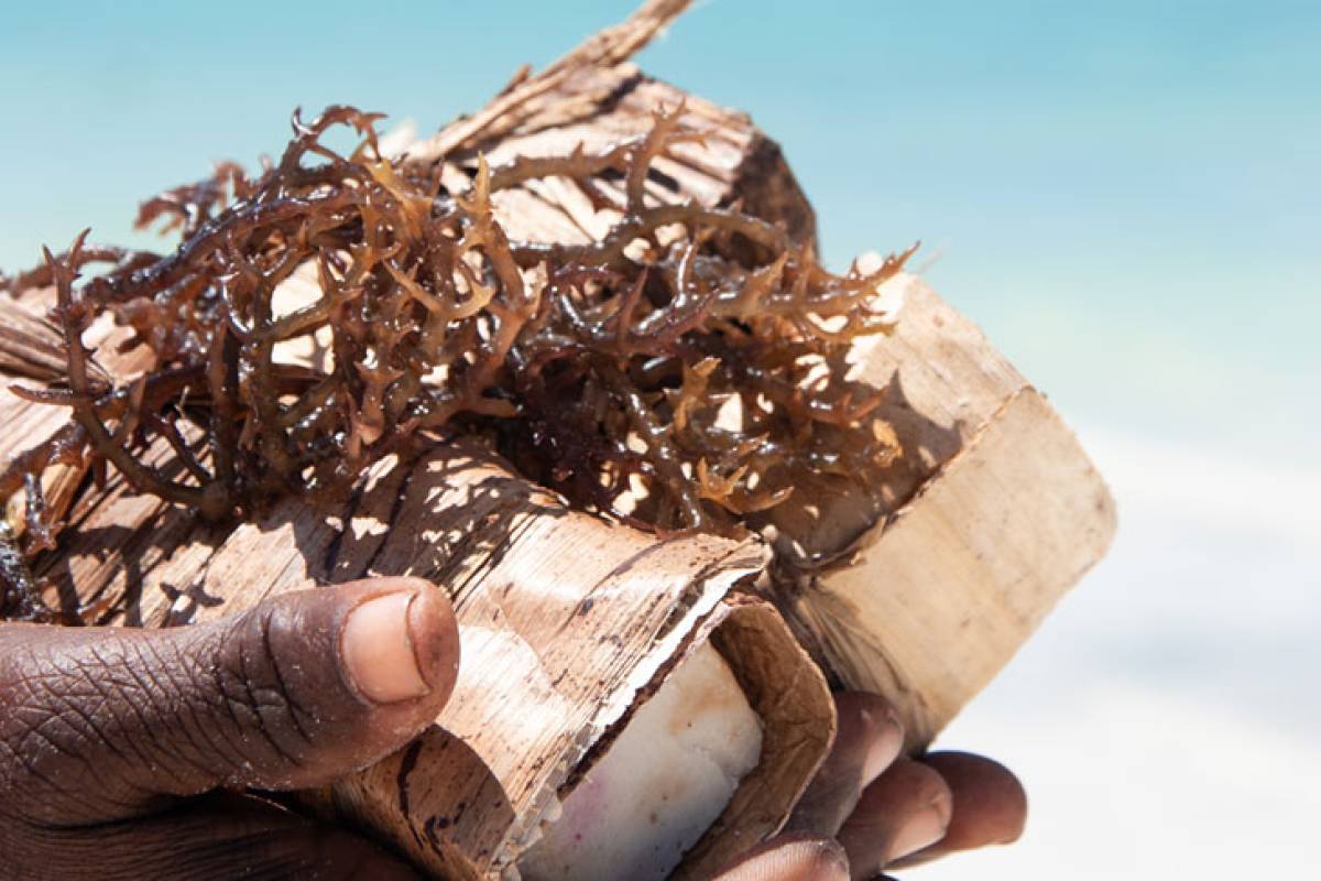 Seaweed Center + The Rock