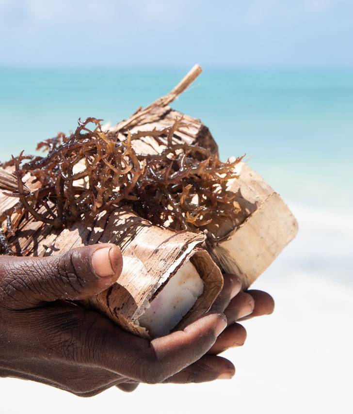 Seaweed Center + The Rock